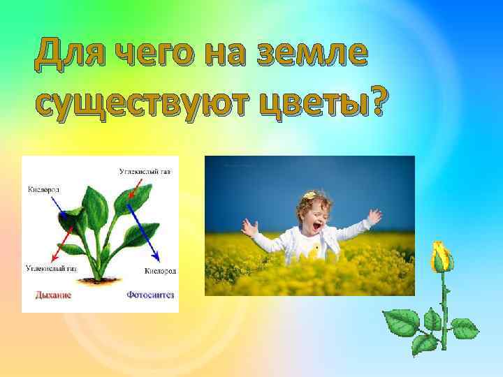 Для чего на земле существуют цветы? 