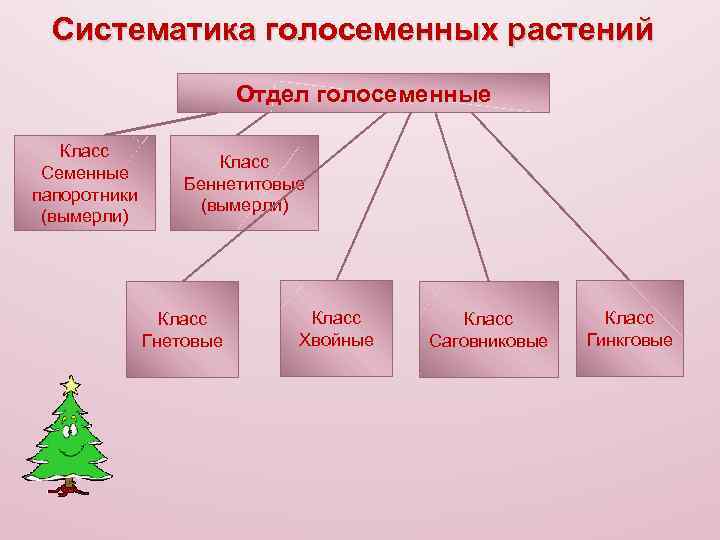 Систематика голосеменных растений Отдел голосеменные Класс Семенные папоротники (вымерли) Класс Беннетитовые (вымерли) Класс Гнетовые