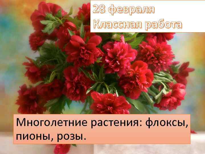 28 февраля Классная работа Многолетние растения: флоксы, пионы, розы. 