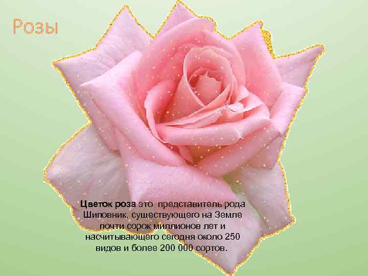 Розы Цветок роза это представитель рода Шиповник, существующего на Земле почти сорок миллионов лет