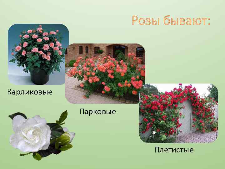 Розы бывают: Карликовые Парковые Плетистые 