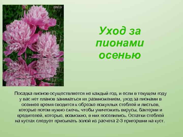 Уход за пионами осенью Посадка пионов осуществляется не каждый год, и если в текущем