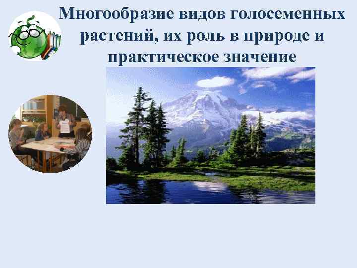 Многообразие видов голосеменных растений, их роль в природе и практическое значение 