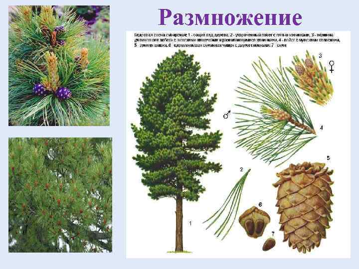 Размножение 