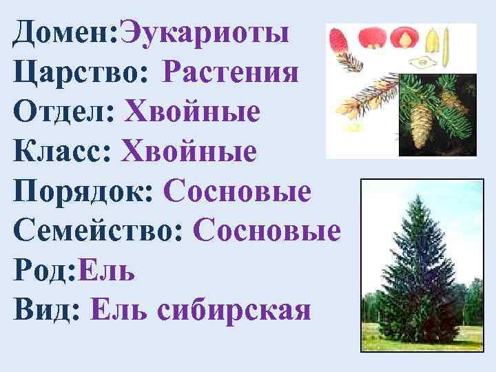 Домен: Эукариоты Царство: Растения Отдел: Хвойные Класс: Хвойные Порядок: Сосновые Семейство: Сосновые Род: Ель