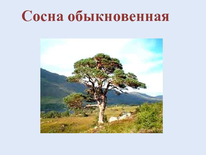 Сосна обыкновенная 