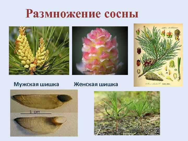 Размножение сосны Мужская шишка Женская шишка 