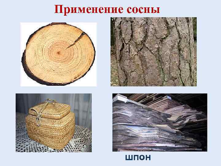 Применение сосны шпон 
