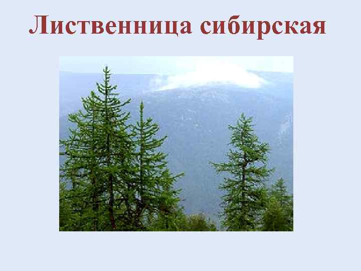 Лиственница сибирская 
