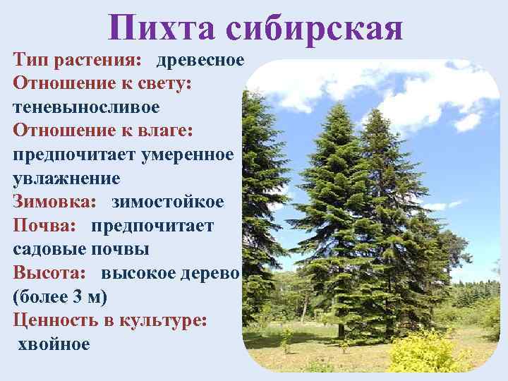 Пихта сибирская Тип растения: древесное Отношение к свету: теневыносливое Отношение к влаге: предпочитает умеренное