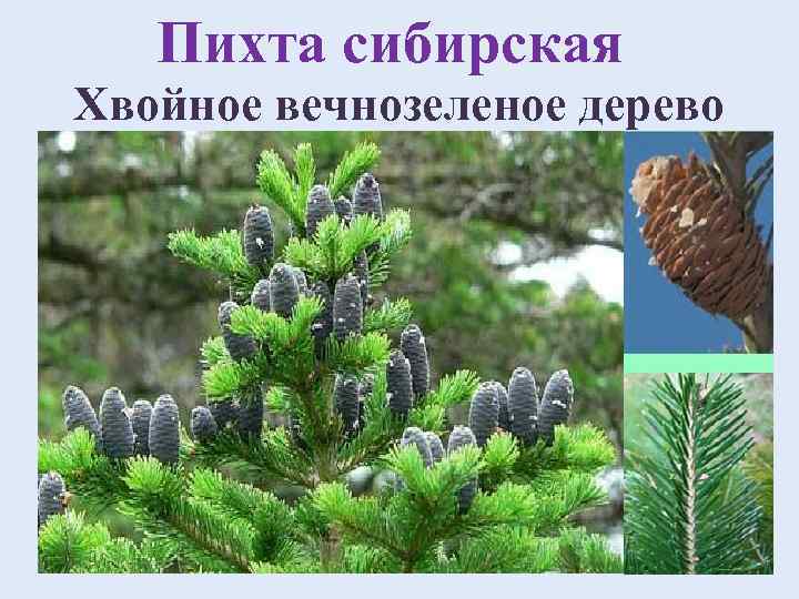Пихта сибирская Хвойное вечнозеленое дерево 