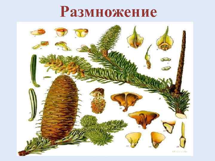 Размножение 