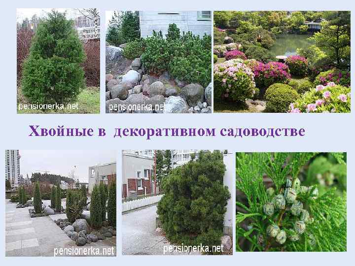 Хвойные в декоративном садоводстве 