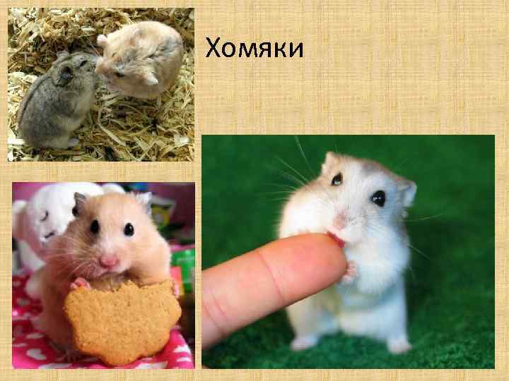 Хомяки 