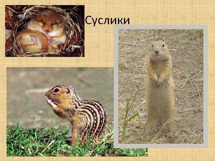 Суслики 
