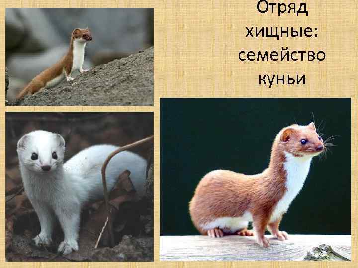 Отряд хищные: семейство куньи 