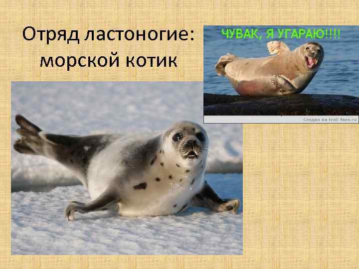 Отряд ластоногие: морской котик 