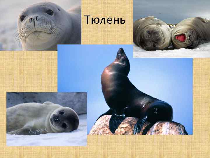 Тюлень 