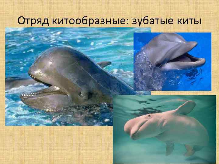 Отряд китообразные: зубатые киты 
