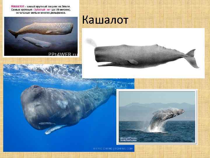 Кашалот 