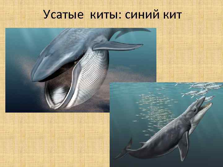 Усатые киты: синий кит 