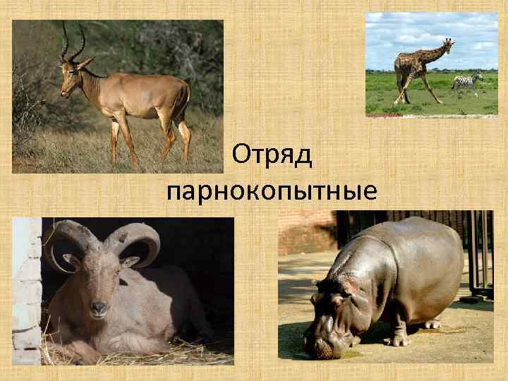 Отряд парнокопытные 