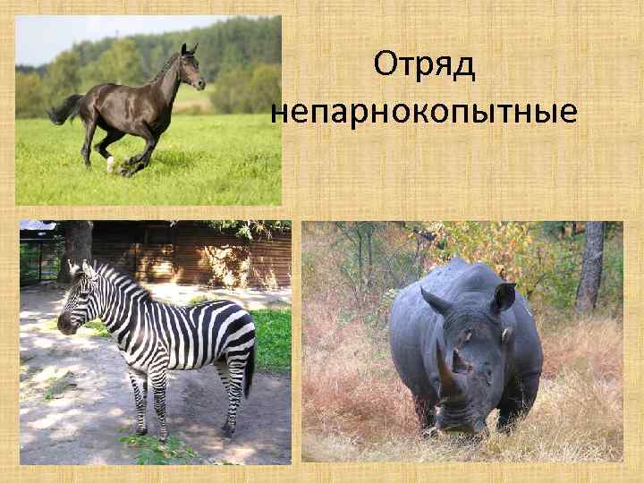Отряд непарнокопытные 