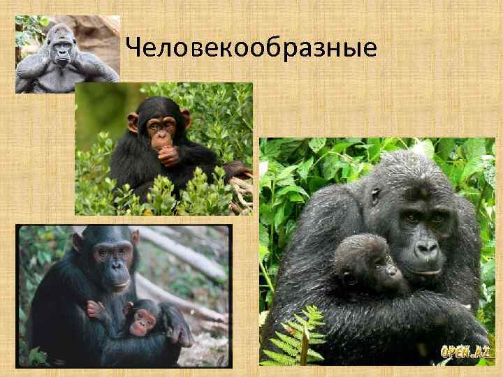 Человекообразные 