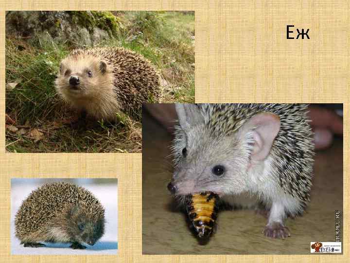 Еж 