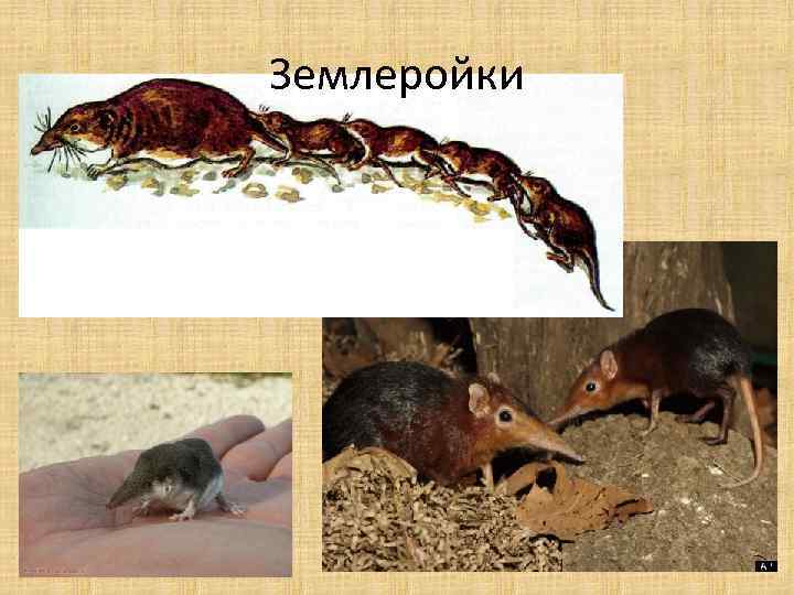 Землеройки 