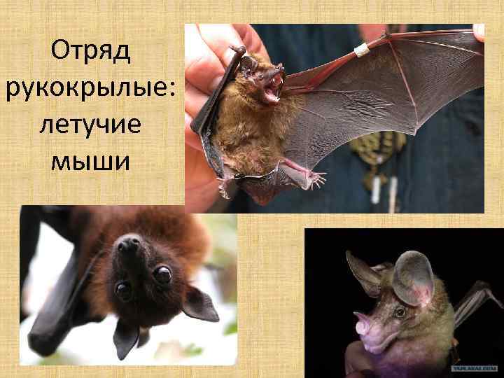 Отряд рукокрылые: летучие мыши 