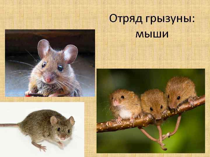 Отряд грызуны: мыши 