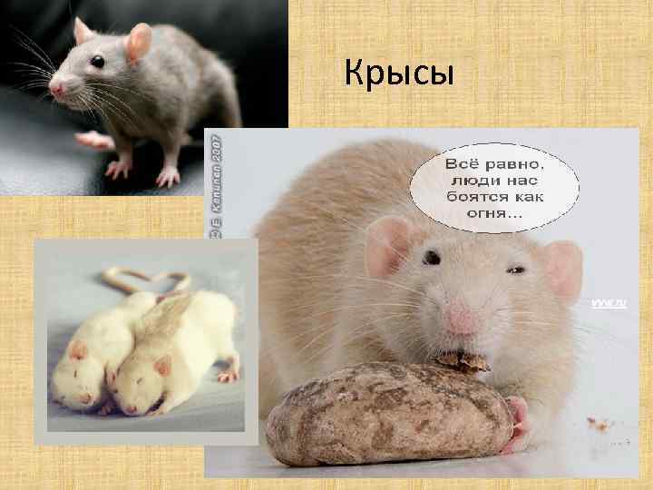 Крысы 
