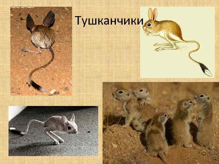 Тушканчики 
