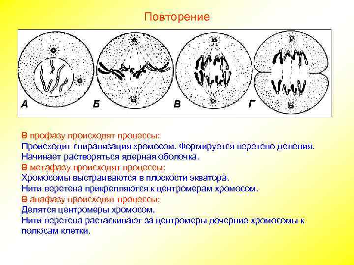 Повторение В профазу происходят процессы: Происходит спирализация хромосом. Формируется веретено деления. Начинает растворяться ядерная