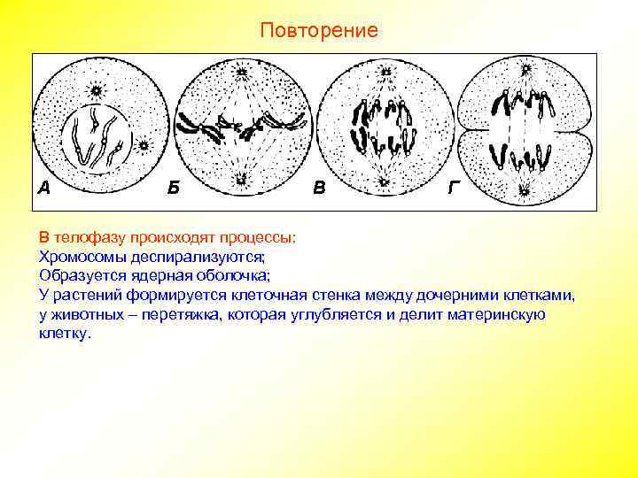 Повторение В телофазу происходят процессы: Хромосомы деспирализуются; Образуется ядерная оболочка; У растений формируется клеточная