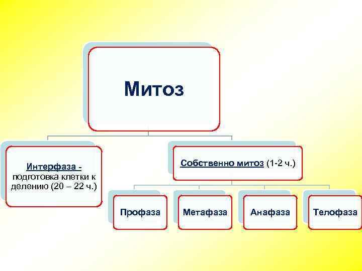 Митоз Собственно митоз (1 -2 ч. ) Интерфаза подготовка клетки к делению (20 –