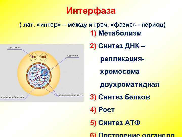 Интерфаза ( лат. «интер» – между и греч. «фазис» - период) 1) Метаболизм 2)