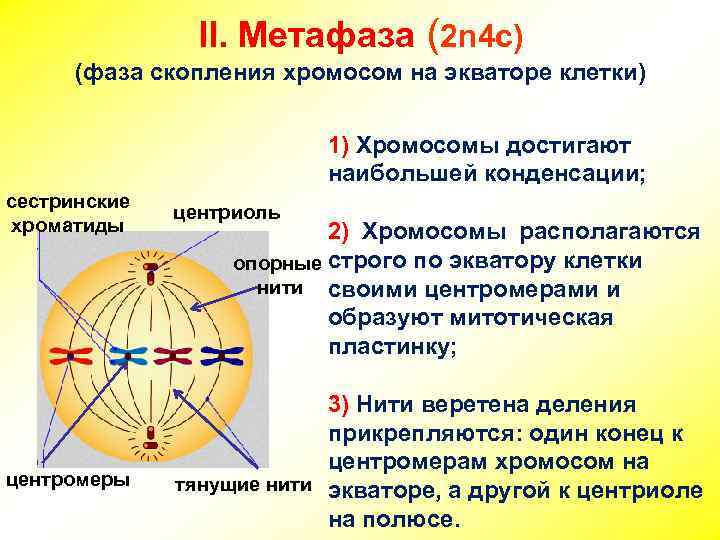 II. Метафаза (2 n 4 c) (фаза скопления хромосом на экваторе клетки) 1) Хромосомы