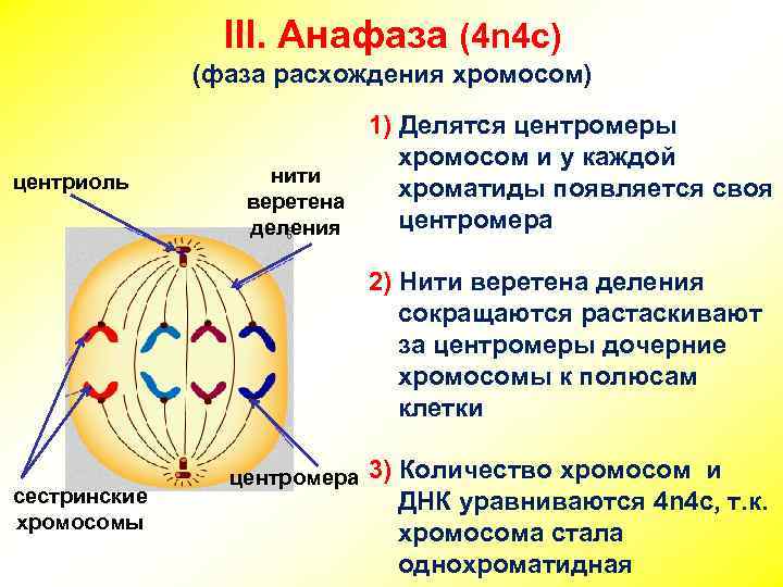 III. Анафаза (4 n 4 c) (фаза расхождения хромосом) центриоль 1) Делятся центромеры хромосом