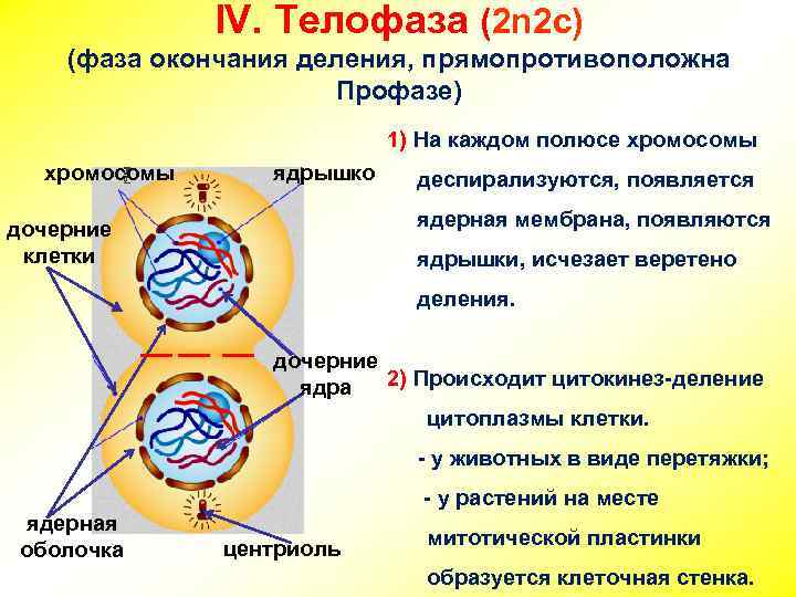 IV. Телофаза (2 n 2 c) (фаза окончания деления, прямопротивоположна Профазе) 1) На каждом