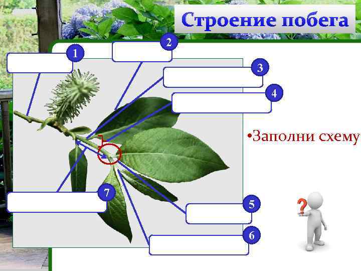 Строение побега 2 1 3 4 • Заполни схему 7 5 6 