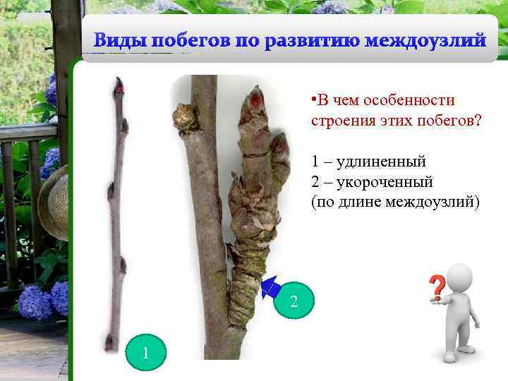 Виды побегов по развитию междоузлий • В чем особенности строения этих побегов? 1 –