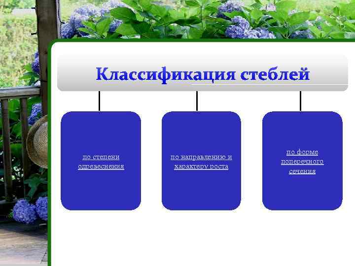 Классификация стеблей по степени одревеснения по направлению и характеру роста по форме поперечного сечения