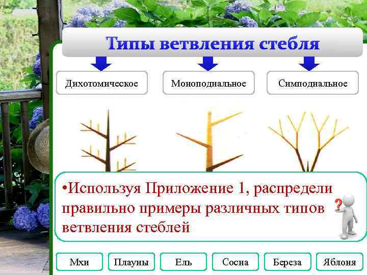 Типы ветвления стебля Дихотомическое Моноподиальное Симподиальное • Используя Приложение 1, распредели правильно примеры различных