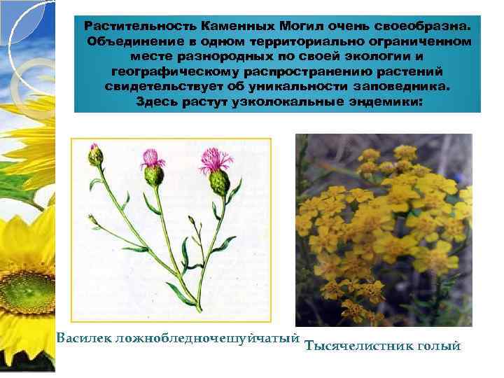 Растительность Каменных Могил очень своеобразна. Объединение в одном территориально ограниченном месте разнородных по своей