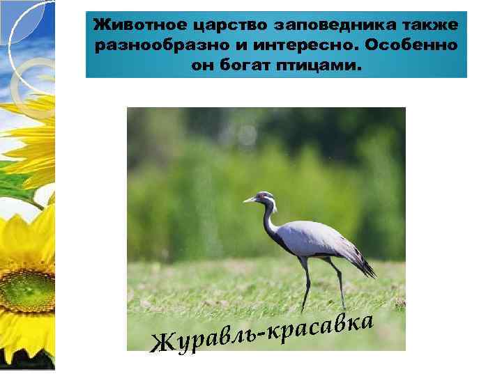 Животное царство заповедника также разнообразно и интересно. Особенно он богат птицами. Ж красавка уравль-