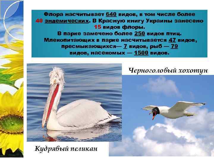 Флора насчитывает 640 видов, в том числе более 40 эндемических. В Красную книгу Украины