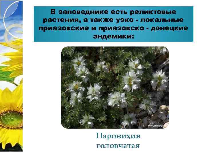 В заповеднике есть реликтовые растения, а также узко - локальные приазовские и приазовско -