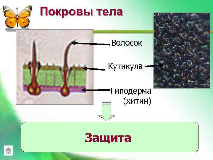 Покровы тела Волосок Кутикула Гиподерма (хитин) Защита 